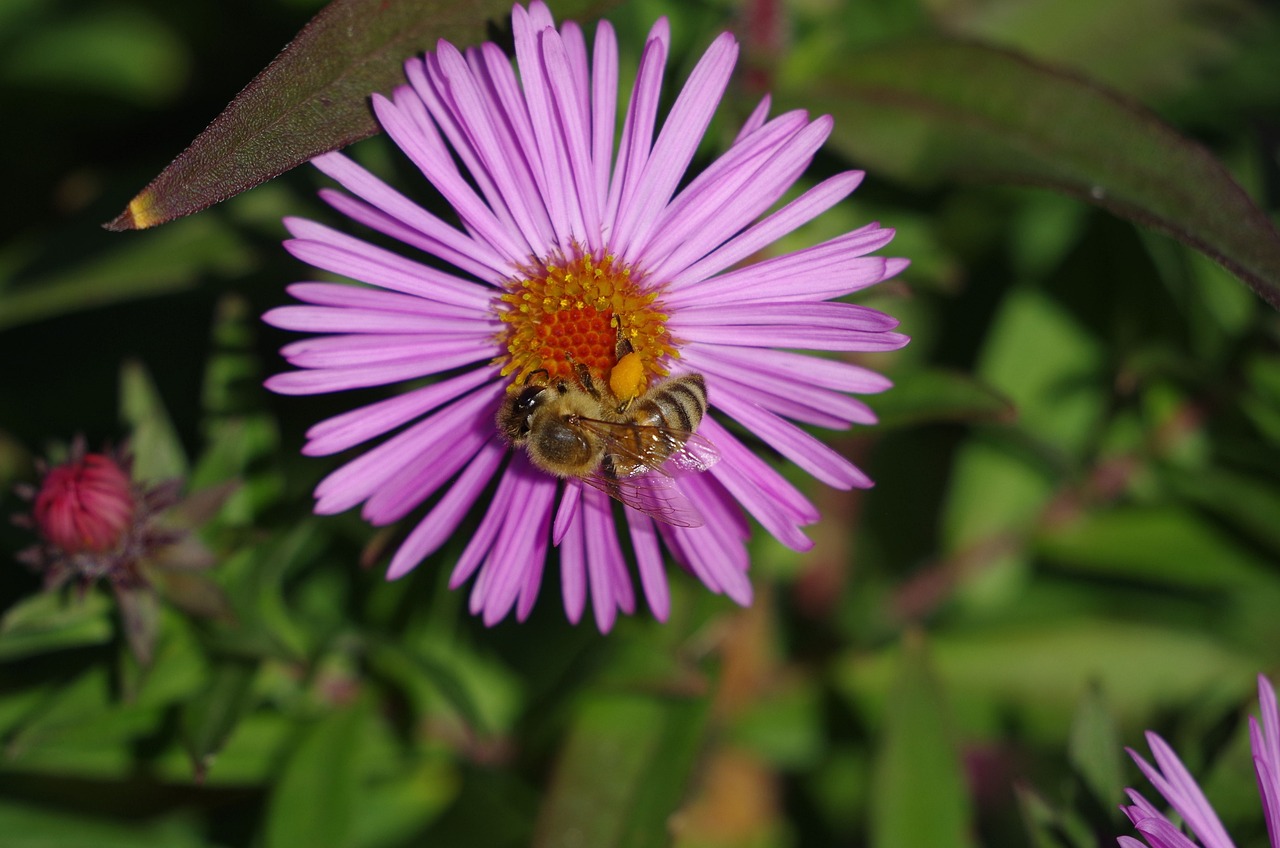 夢幻花園官方最新版下載，探索虛擬花卉世界的全新體驗之旅