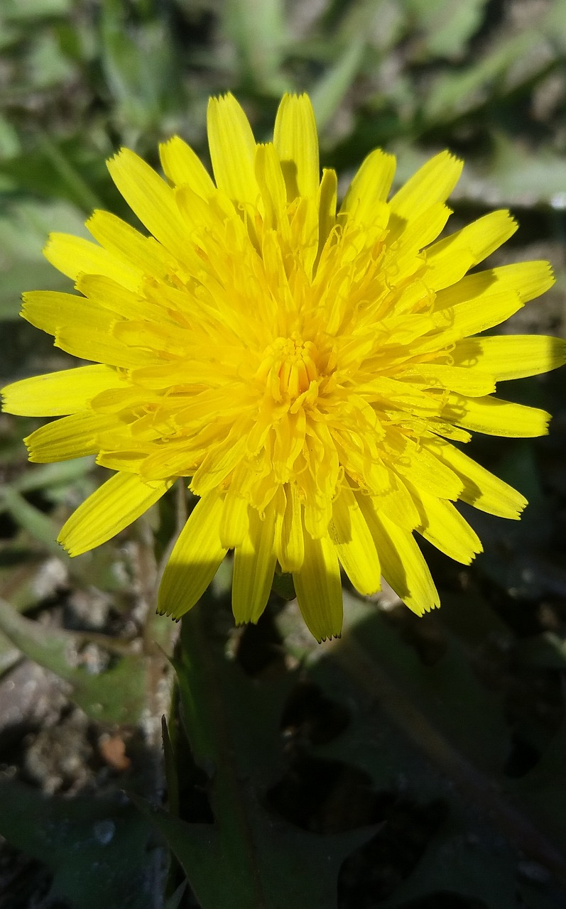 黔西花開城最新動(dòng)態(tài)，新篇章綻放之花