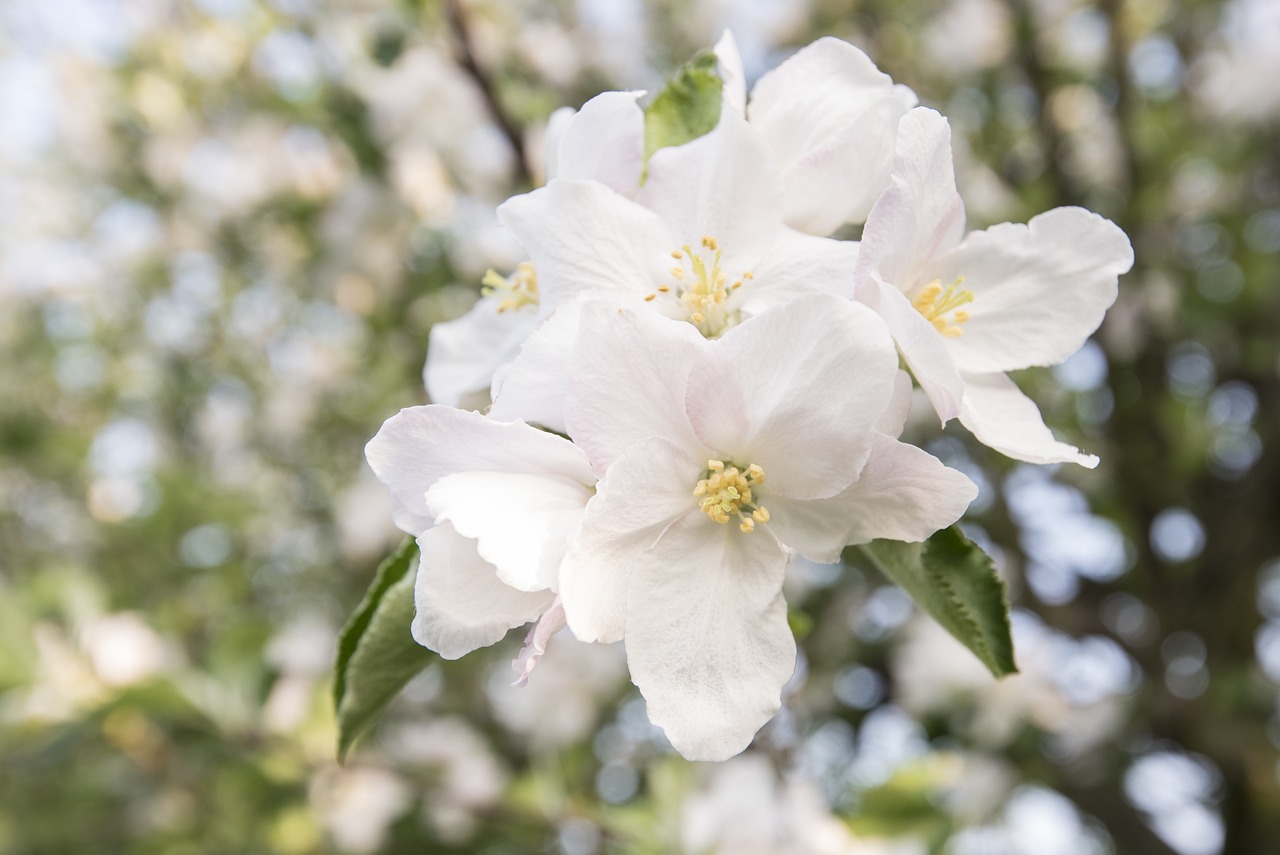 探索梅花詩韻，揭秘2016最新正版梅花詩的魅力