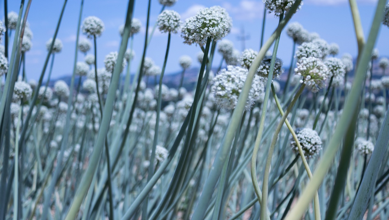 最新仿真花圖片與價格，美化生活的藝術(shù)品展示
