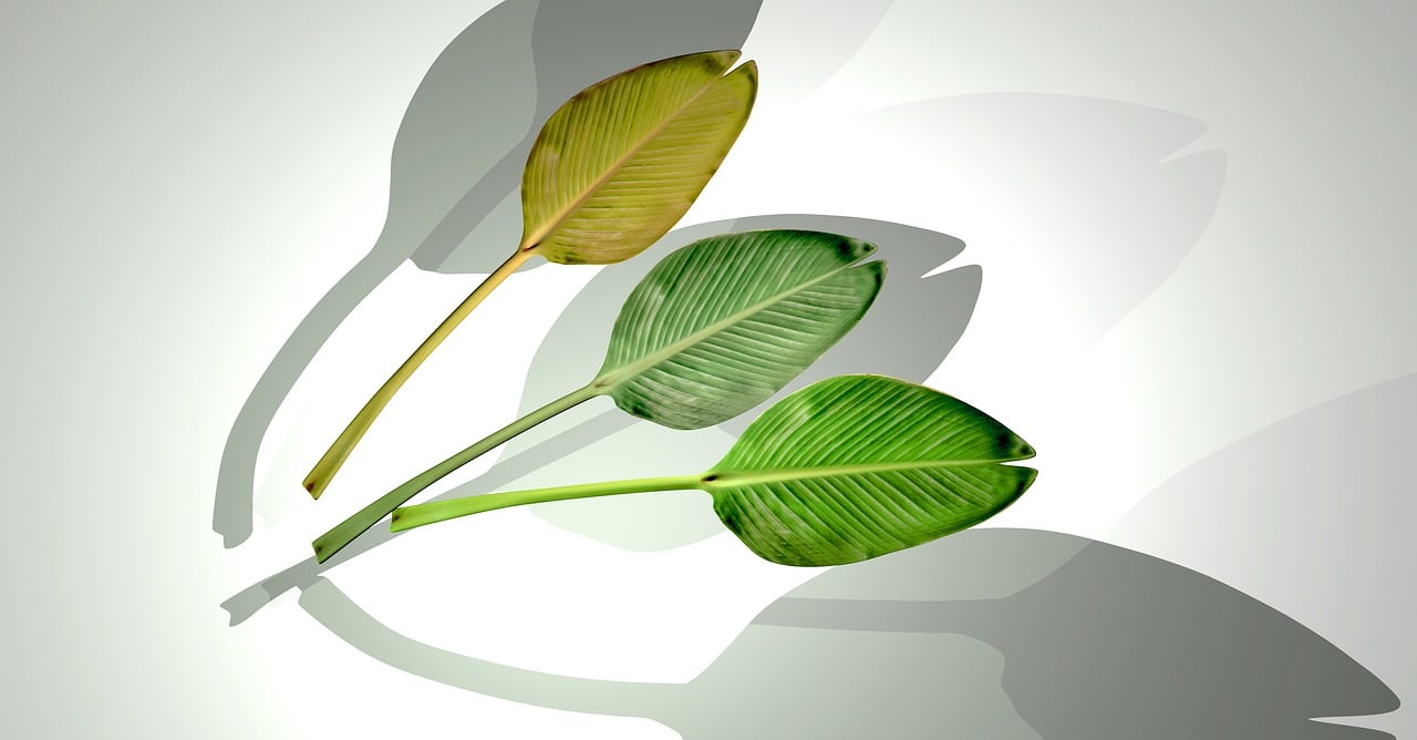 石家莊華普城最新動態(tài)，城市發(fā)展的脈搏與未來展望揭秘