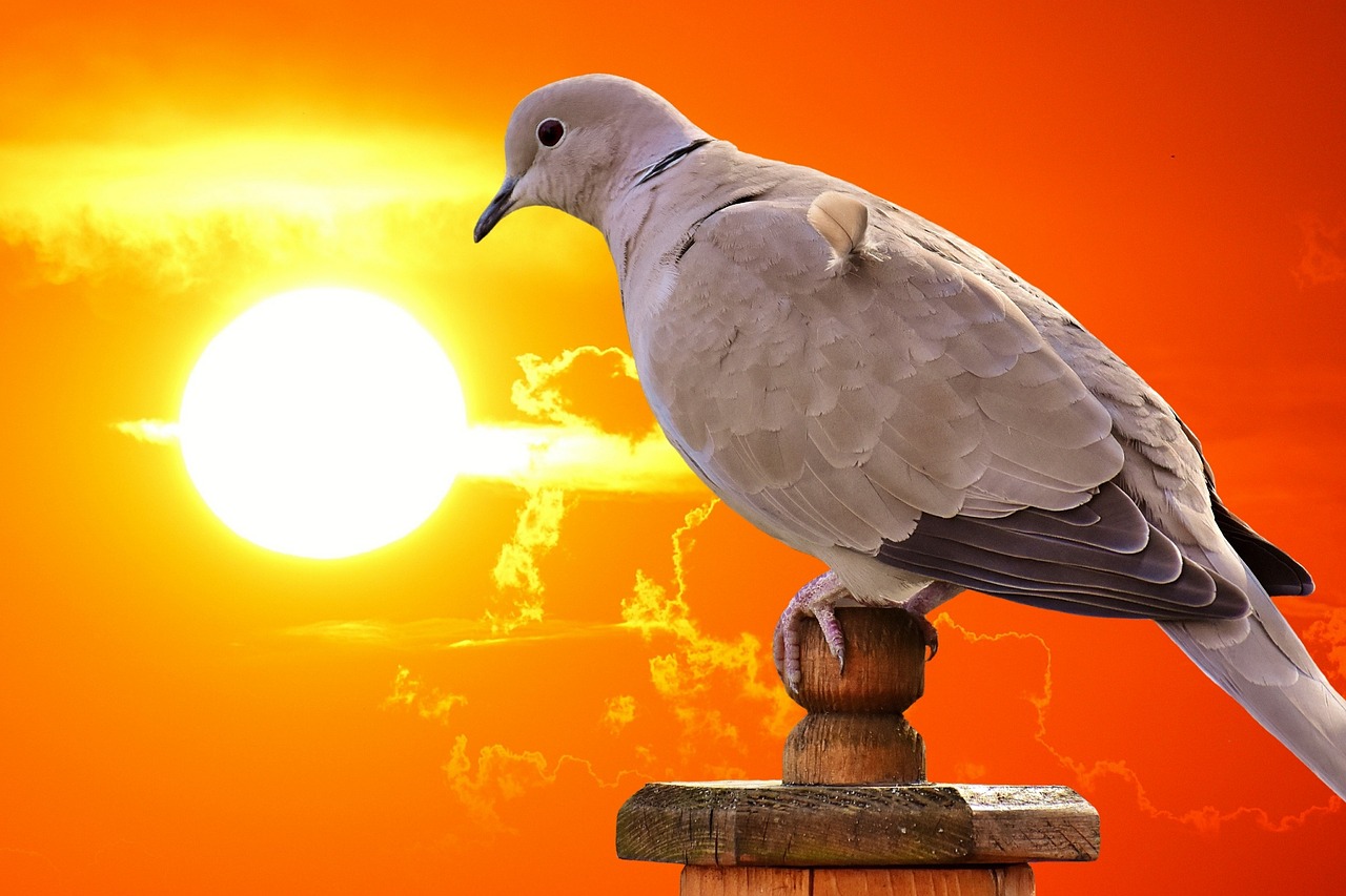 最新名家天落鴿圖片的藝術(shù)魅力與賞析，揭秘其獨(dú)特魅力及賞析精選圖片