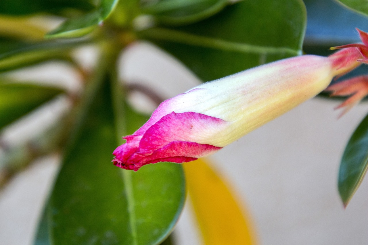 紅崖子花生米最新價格及市場動態(tài)分析，洞悉市場趨勢與價格動態(tài)