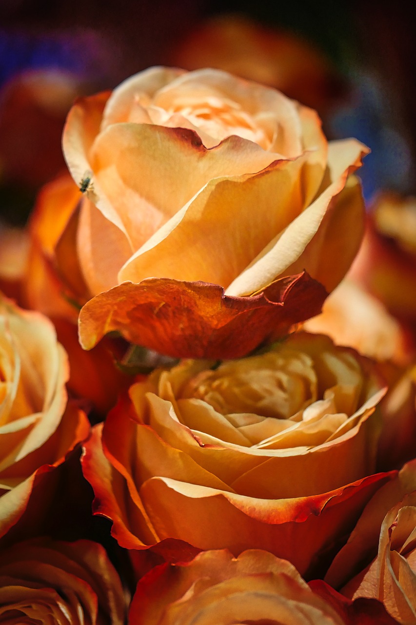 香堤藝墅最新動(dòng)態(tài)，揭開未來藝術(shù)生活序幕