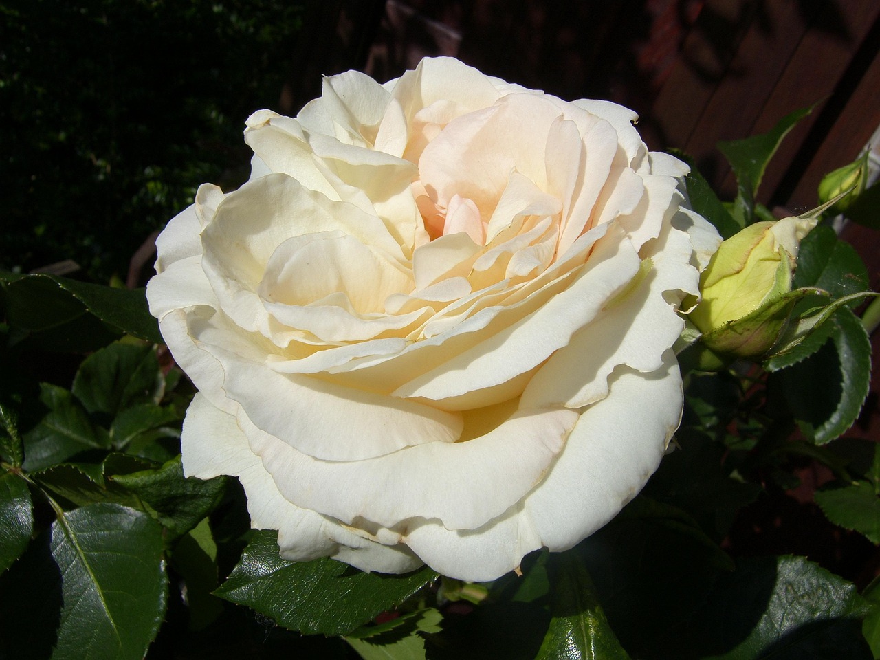 海口美麗華居最新動態(tài)，繁華都市中的理想居所更新消息