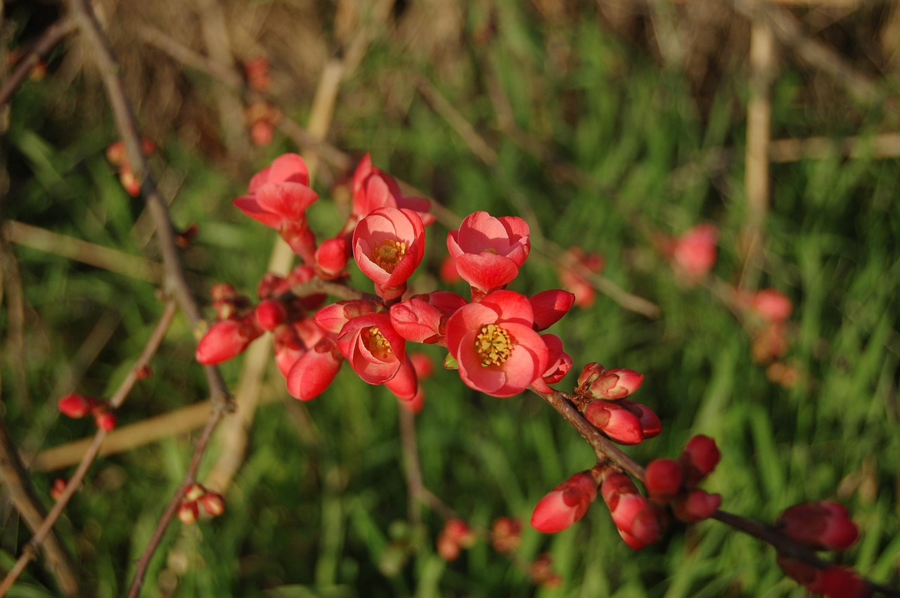 長治花園歌城最新動態(tài)報道，最新消息一覽