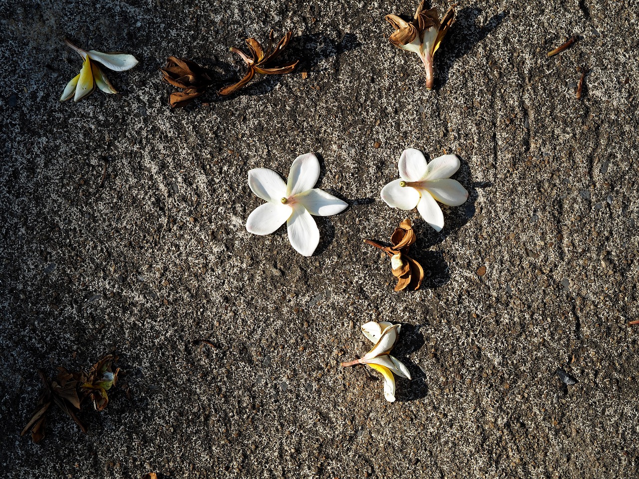 紅安余學(xué)武最新消息更新，余學(xué)武的最新動(dòng)態(tài)揭秘