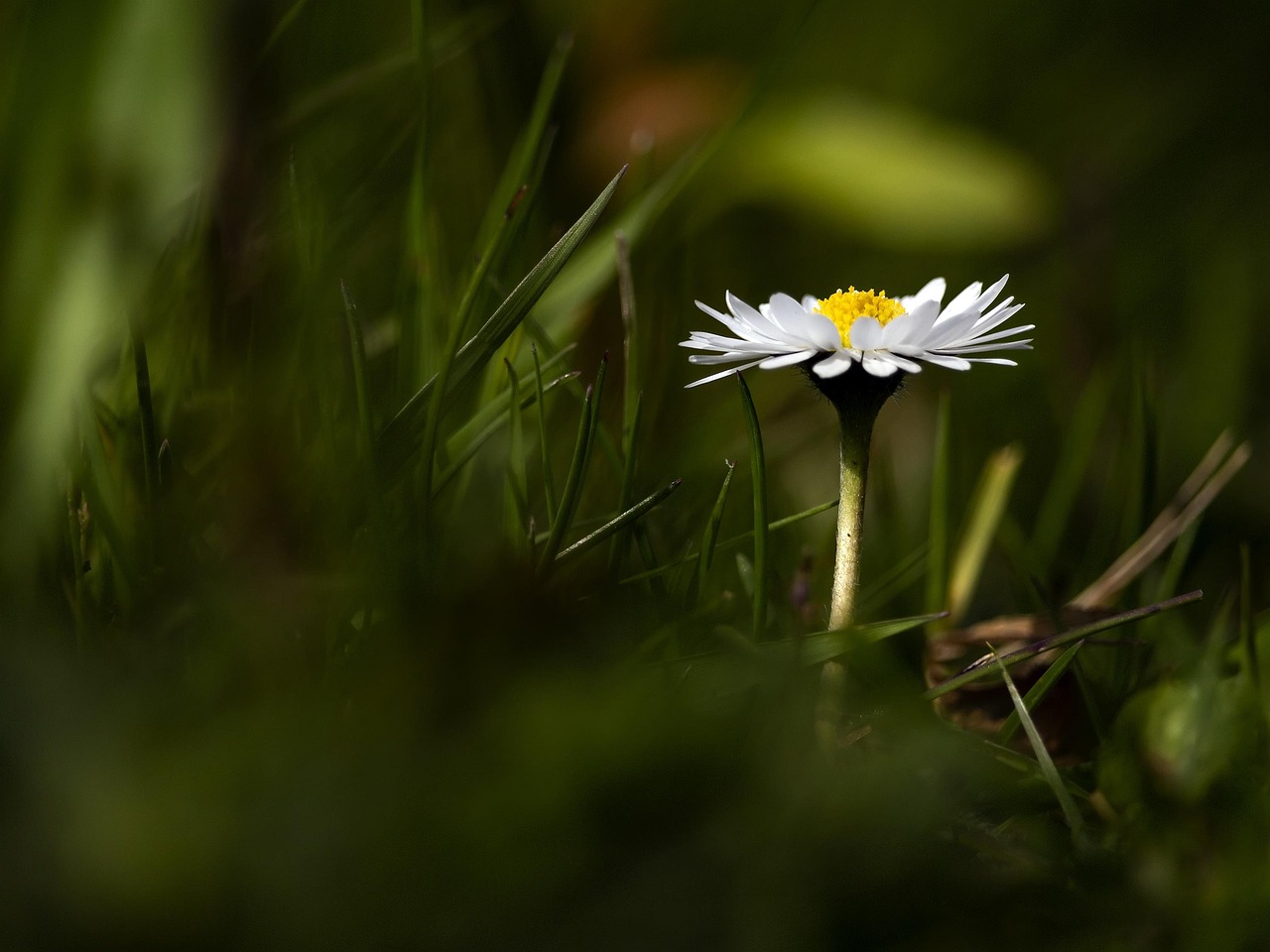 重慶黔江白石公園最新發(fā)展動(dòng)態(tài)及展望