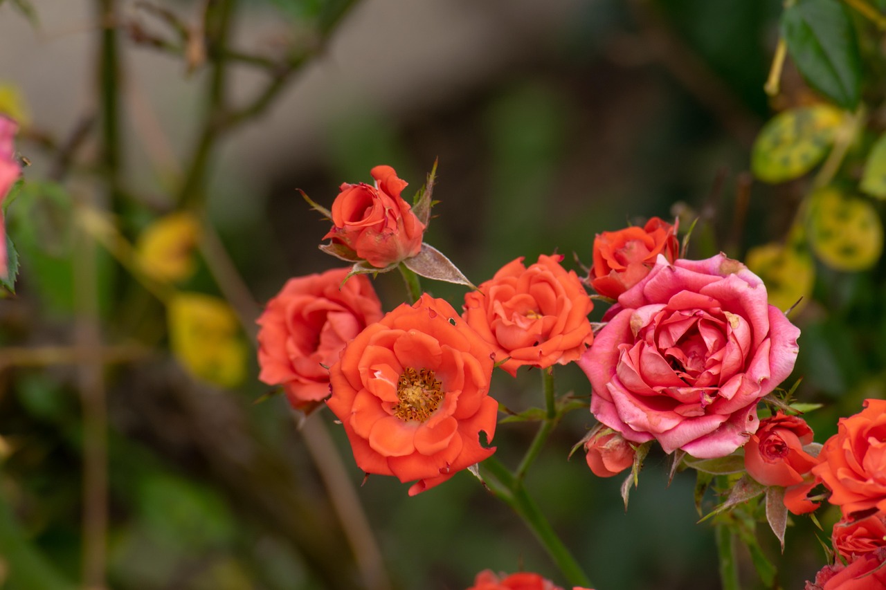 翠金湖美墅島最新動態(tài)揭秘，生態(tài)宜居，未來展望可期