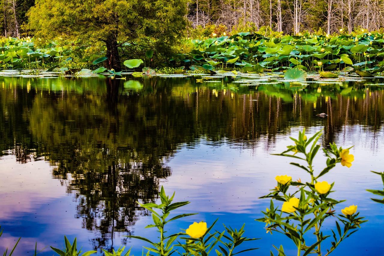 濟(jì)南市北湖最新進(jìn)展，城市綠色發(fā)展實(shí)踐的生動(dòng)展示