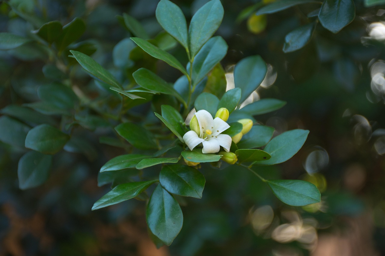 中醫(yī)藥法最新動(dòng)態(tài)，邁向現(xiàn)代化與規(guī)范化的新征程